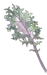 Kale